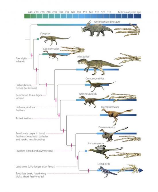 dinosaur and bird evolution